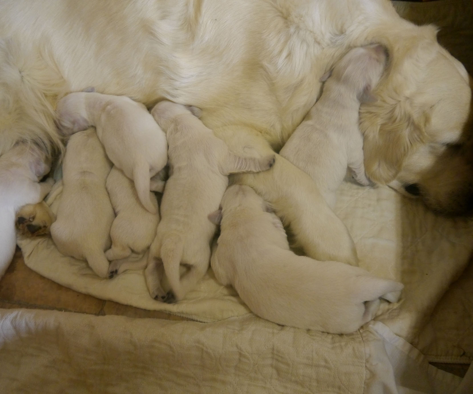 English Creme Golden Retriever Puppies